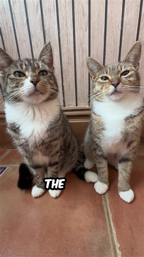 Differentiating Between Mittens and Junior Cats