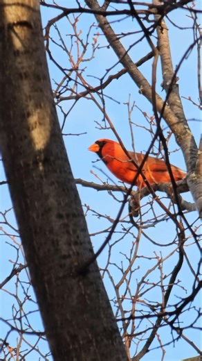 Male Northern Cardinal Calling Out And Preened Once