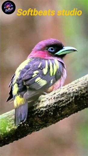 Waterfall & Bird Sounds 💧 #waterbirds #relaxingmusic #birds #ambientmusic #watersound