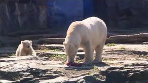 8.9K views · 107 reactions | How cute are these POLAR BEARS CELEBRATING EASTER? Berlin's Tierpark zoo provided special Easter-themed treats to their 4-month-old polar bear cub Hertha and mother Tonja on Sunday. The two animals were treated to "Easter eggs" consisting of ice coloured red with beetroot juice, according to the zoo. | FOX8 | Facebook