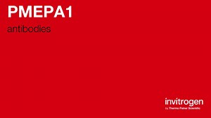 PMEPA1 antibodies from Thermo Fisher Scientific
