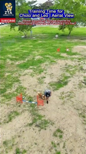 Smart Dogs Cholo & Leo Training Together