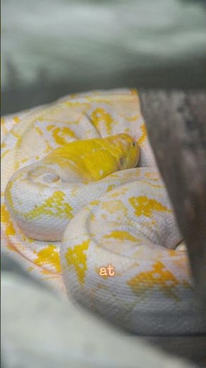 White Snakes: Nature's Rare Beauties