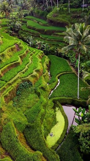 Discover the breathtaking magic of Ubud, Bali! 🇮🇩✨