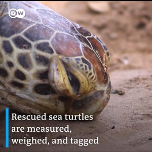 On this year's World Turtle Day we visit conservationists in Kenya who are working with locals to combat turtle poaching and protect the endangered animals | DW Environment