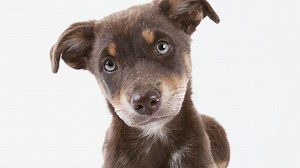 Nova scienceNOW - What Are Animals Thinking? Preview - Twin Cities PBS