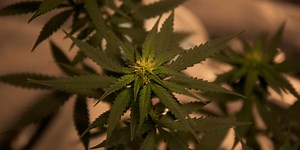 Cannabis Laws Linked to Cannabis Use Disorder and Poisoning | Cannabis Sciences