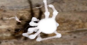 Zombie Spiders: Mysterious Facts & Characteristics - Learn About Nature