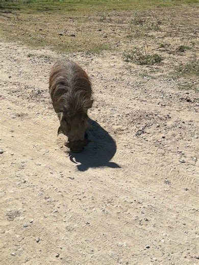 Wild pig #animals #zoo #fun