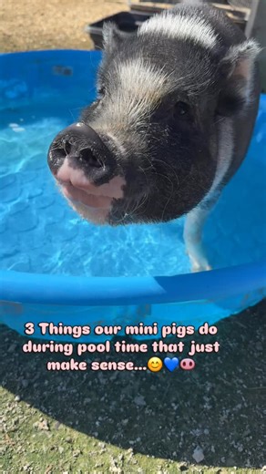 Our pigs sure know how to summer right. 🐽😎☀️ From underwater snorts to post-swim routines, they turn every pool day into a whole vibe. 🫧💦🐷 Big shoutout and thank you to Sam Beason and Carl Petitt for donating this pool! You never fail to bring joy to our pigs and so many of our animals and staff every time you visit. 💛😄🐾 We’re all so grateful for you both here on the farm! #minipig #pooltime #piginapool #pool #pigs #miniopigs #summer #familyfarm #animallovers #majesticmeadows #splishspla