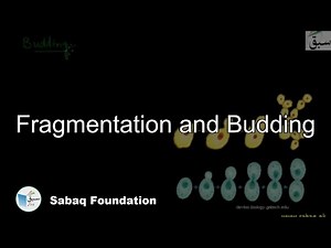Fragmentation, Budding, Biology Lecture | Sabaq.pk