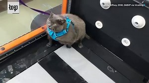 Meet 'Cinder-Block,' an obese cat that refuses to workout