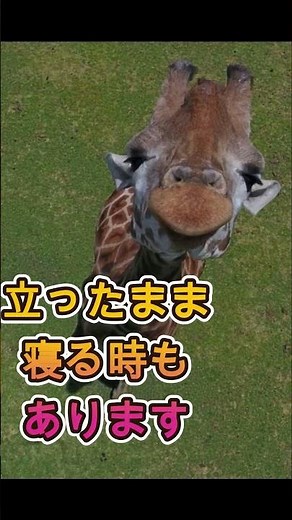 キリンの睡眠時間はたったの20分！？