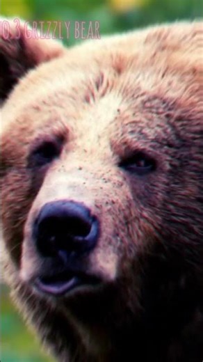 Top 5 Most Dangerous Animals in the World 😱 | Deadly Wildlife Facts #Shorts