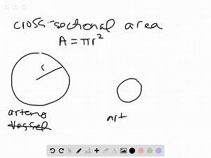 Blood flows more slowly in the arterioles than in the artery that supplies them because the arterioles a. have thoroughfare channels to venules that are often closed off, slowing the flow of blood. b. have sphincters that restrict flow to capillary beds. c. are narrower than the artery. d. collectively have a larger cross-sectional area than does the artery. | Numerade