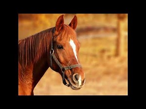 Horse sound - Animal sounds