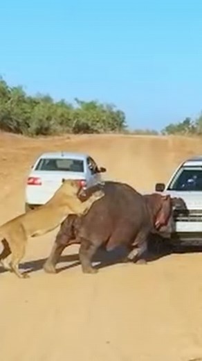 Hippo chases a car inside of the Pride of Lions .