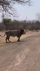 Gir Lion National Park on Reels