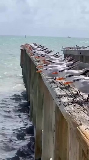 8K views · 170 reactions | Cinema Malayalam Kerala on Reels | Facebook