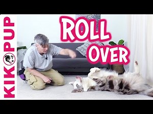 Dog Trick Training Roll Over