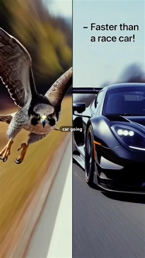 World’s Fastest Killing Machine in the Sky 🦅 |Peregrine Falcon Facts #Wildlife #AnimalFacts #Shorts