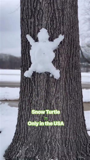 Snow turtle🐢