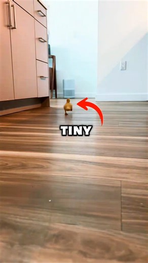 Why Ducklings Follow the First Thing They See | Cute Animal Facts #shorts