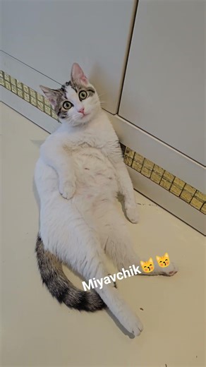 insan gibi ya, like a human😽😽#catslove #cutecat #kitten #kedi #kedilerim #moew #котики #istanbul