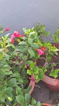 Best Flowers for Summer Terrace Garden 🌿🌺