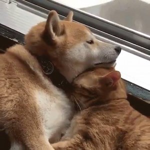 True Love ❤️ | CatFly