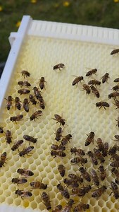 194 reactions | This Is NOT A Flow Hive! | Black Mountain Honey | Facebook