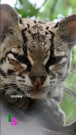 Facts About the Margay