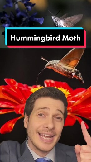 Fascinating Facts About the Hummingbird Moth: Lifespan, Behavior, and More