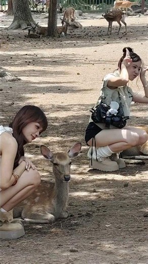 🦌 日本の女の子たちと奈良の鹿❤️ 可愛すぎる癒しのひととき！#NaraPark #NaraDeer #Japan #JapanTravel #DeerLovers #Foreign💕
