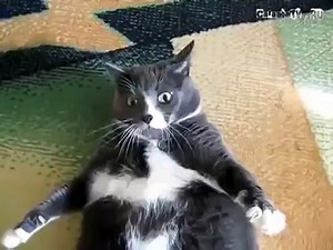 Angry Fat Cat