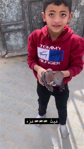 عاد الحمام ليقول رساله بأن السلام مازال ممكنا✌️🇵🇸 #gaza #غزه