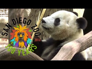 San Diego Zoo Tour & Review