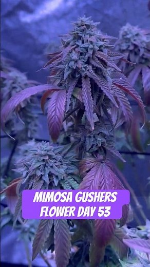 Mimosa Gushers Strain Flower Day 53 XXL LST Scrog #420 #seedtoharvest #crazybud