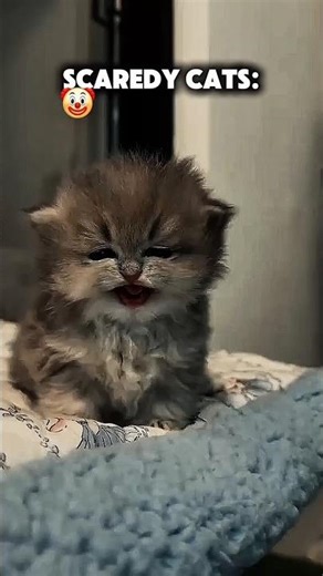 Never Underestimate a Cat... 💀| #funnycats #edit #cutecats