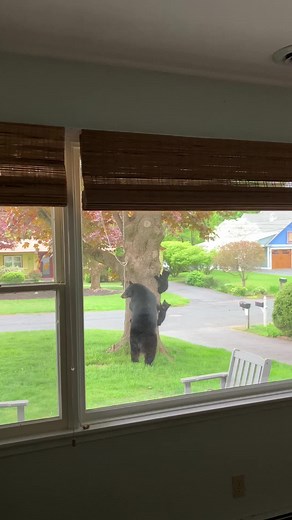 Adorable Baby Bear Cubs Playing in Nature - Cute Bear Video
