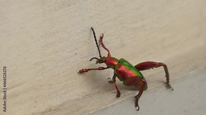 Close-up view of Frog-legged Leaf beetle trying to climb the wall. Amazing rainbow bug Sagra femorata. Macro shot.