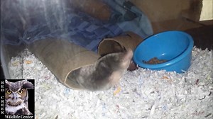 An unusual patient. The northern short-tailed shrew is a voracious insectivore and is one of the few venomous mammals. It's saliva paralyzes it's prey. They eat constantly! This little guy was found cold and lethargic, out in the open in the cold. He is wintering over at REd Creek and will be released int he spring. | Red Creek Wildlife Center