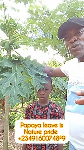 Papaya leave https://youtu.be/6WOHlXppBis?si=UhvjfvwGRRvSlXeT #followersreelsfypシ゚viralシfypシ゚viralシalシ #atfollowers #trendingreel #naturalremedies #herbalremedies #Herbs #trrending #nature Part 3 | Ndomadu Kenneth | Facebook