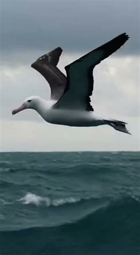 不需拍動翅膀！信天翁如何環遊世界、成為「風能大師」？飛行距離最長的鳥類！牠們每天的「油耗」卻幾乎為零！🌬️🤯 #Shorts