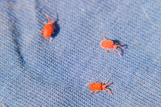 Piqûre d'aoûtat : photo, remède, que faire pour la soulager ?