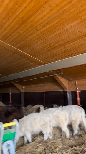 Frisches Stroh #minigalloway #tierliebe #glücklichsein | Mini Galloway vom Rauh z‘Buch