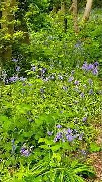 British forest birds are singing in bluebells spring forest nature video