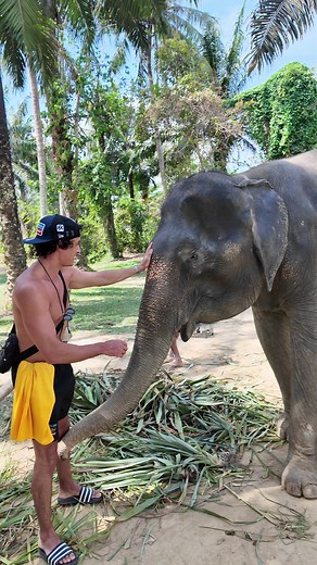 Gentle Giants: Elephant and Man's Affectionate Bond