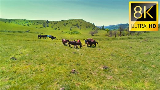 最佳 8K 视频 超高清 / HDR / #8K #最佳 #视频