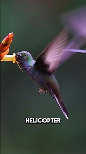 Hummingbird: The Fastest Wings on Earth